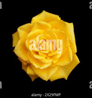 Yellow fully opened rose flower, isolated on black background Stock Photo