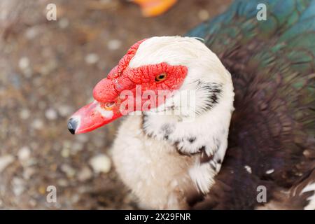 Muscovy duck is captured up close, displaying its unique plumage and detail in a farm setting. Stock Photo
