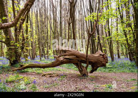 Brighton UK 20th April 2024 - A storm damaged fallen tree Stanmer Park Great Wood just north of Brighton on a sunny morning: Stock Photo