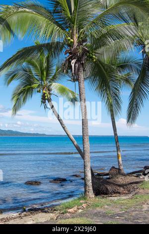Palm trees on the coast of Puerto Viejo de Talamanca in Costa Rica Stock Photo