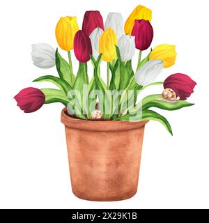 Hand-drawn watercolor illustration. White, yellow and red tulips in the flowerpot. Terracotta flowerpot with spring flowers Stock Photo