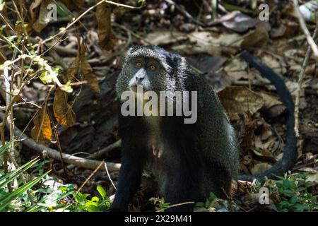 Blue Monkey in the Lake Manyara National Park, Tanzania Stock Photo