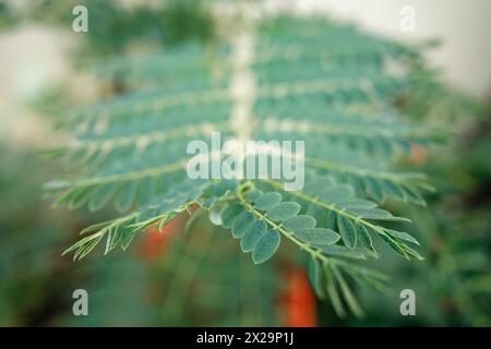 small leaves of caesalpinia pulcherrima, sesbania sesban Stock Photo