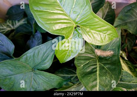 large green leaves of the plant anthurium myosuroides Stock Photo