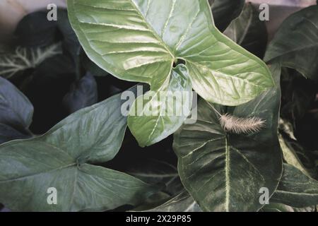 large green leaves of the plant anthurium myosuroides Stock Photo