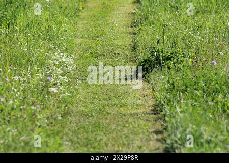 Freshly mown grass path between uncut grass mixed with small various colors wild flowers at local meadow on warm sunny summer day Stock Photo