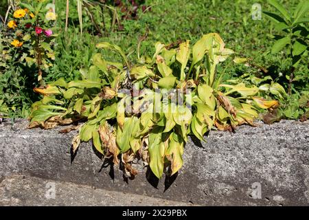 Plantain lily or Hosta or Giboshi or Heart leaf lilies herbaceous perennial foliage plant with partially shriveled and dried broad lanceolate ribbed Stock Photo