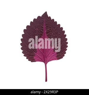Back side of a coleus leaf close up on a white background isolated Stock Photo