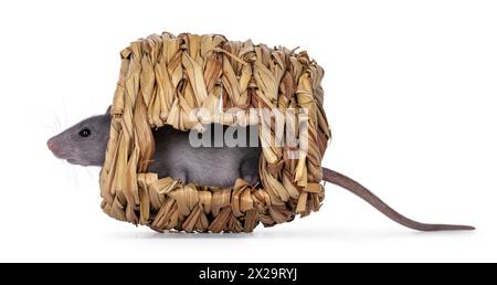 Cute blue rat sitting side ways in house or hiding cage decoration furnuture. Looking side ways away from camera. Isolated on a white background. Stock Photo