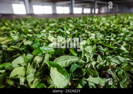 Drying tea leaves during producing process in tea factory in Sri Lanka. Stock Photo