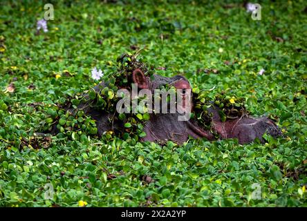 An hippopotamus is seen in Mana Pools National Park in Zimbabwe on January 2024 Stock Photo