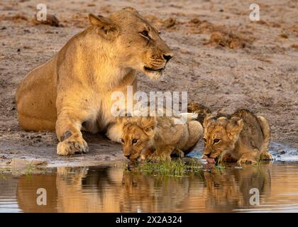 Lion cubs are seen in Okavango Delta on January 2024 Stock Photo