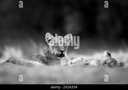 Lion cubs are seen in Okavango Delta on January 2024 Stock Photo