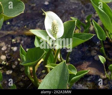 Sumpf-Calla, Calla palustris, ist eine Wasserpflanze mit weissen Blueten. Marsh calla, Calla palustris, is an aquatic plant with white flowers. Stock Photo