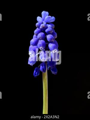 Traubenhyazinthe, Muscari latifolium,  ist eine wild wachsende Blume mit blauen Blueten. Grape hyacinth, Muscari latifolium, is a wild flower with blu Stock Photo