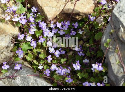 Zimbelkraut, Cymbalaria muralis ist eine Wild- und Heilpflanze mit lila Blueten. Cymbalaria muralis is a wild and medicinal plant with purple flowers. Stock Photo