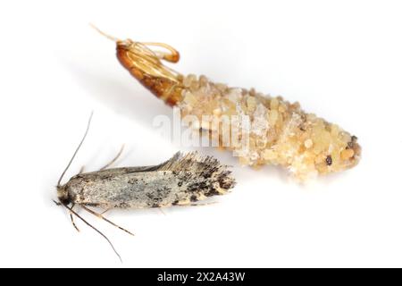 Nemapogon granella (European grain worm or European grain moth) is a species of tineoid moth. Moth and cocoon and abandoned pupa. Isolated on a white. Stock Photo