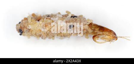 Nemapogon granella (European grain worm or European grain moth) is a species of tineoid moth. Cocoon and abandoned pupa. Isolated on a white backgroun Stock Photo