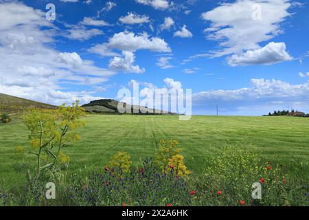 Springtime: hilly landscape with green wheat fields in Apulia, Italy. View of Alta Murgia National Park. Stock Photo