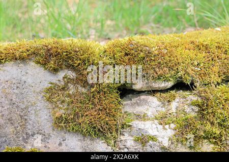 Moss and lichens grow on a stone wall Stock Photo