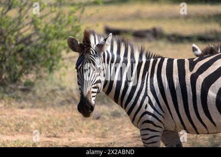 Grevy's zebra stands in the grass in natural habitat. Okavango Delta, Botswana, Africa. Stock Photo