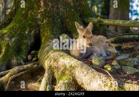 a sika deer in nara lies in the root of a large tree and looks curiously Stock Photo