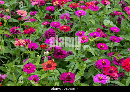 Vibrant zinnia flowers - bright pinks and reds - lush green leaves. Taken in Toronto, Canada. Stock Photo