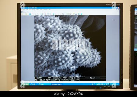 Polen images on SEM, Analysis of nanostructures and nanodevices, Environmental scanning electron microscopy Laboratory, ESEM, Microscope Quanta TM 250 Stock Photo