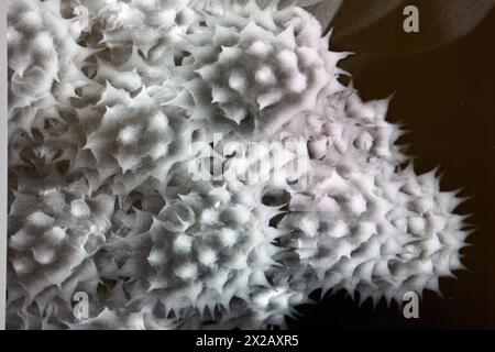 Polen images on SEM, Analysis of nanostructures and nanodevices, Environmental scanning electron microscopy Laboratory, ESEM, Microscope Quanta TM 250 Stock Photo