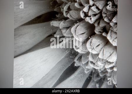 Polen images on SEM, Analysis of nanostructures and nanodevices, Environmental scanning electron microscopy Laboratory, ESEM, Microscope Quanta TM 250 Stock Photo