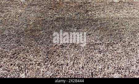 Straw pattern of roof or wall. Thatched roof texture background. Stock Photo