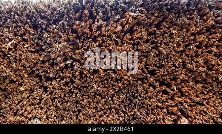 Thatched roof texture background in close up, view from bottom. Stock Photo