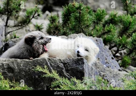 Arctic foxes (Alopex lagopus), Tierpark, Captive, A white and a dark dog resting together on a rock, Tierpark, Baden-Württemberg, Germany, Europe Stock Photo