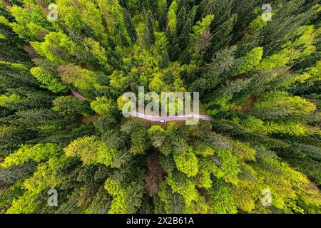 Aerial view of spectacular Kocevski rog primeval forest in spring colours and a gravel road with parked car, Dolenjska region, Slovenia Stock Photo