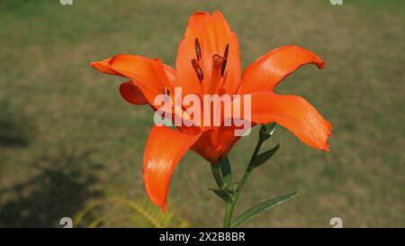 Beautiful Orange lily also known as Tiger lily or Common lily grown in house garden from bulb. Stock Photo