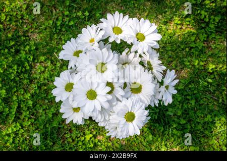 White Daisies on green grass in the springtime. Stock Photo