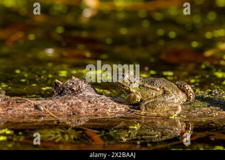 Frog in water. Pool frog resting on tree branch. Pelophylax lessonae. One European frog. Stock Photo