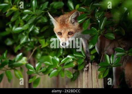 Portrait of a red fox cub standing on a garden fence Stock Photo