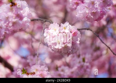 Prunas 'Accolade' with pink flower clusters in full bloom in spring in Toornto, Ontario, Canada. This cold hard tree originated from England Stock Photo