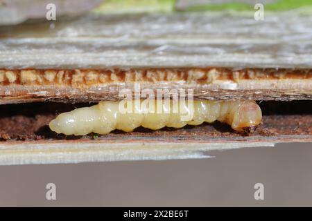 A beetle larva in a branch. Cerambycidae Long horn beetle larva and wood. Stock Photo