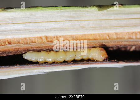 A beetle larva in a branch. Cerambycidae Long horn beetle larva and wood. Stock Photo