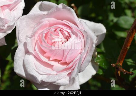 Pink rose with water drops against blurred leaves background Stock Photo