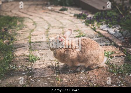 cute rabbit animal outdoors in the garden Stock Photo