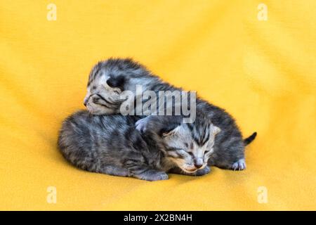 two lovely newborn striped gray cats together Stock Photo