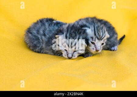 two lovely newborn striped gray cats together isolated, sleeping Stock Photo