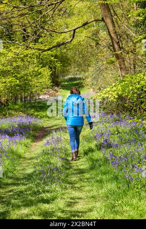Woman walking along a woodland ride in springtime at Combermere Abbey Cheshire, and Bluebells Hyacinthoides non-scripta growing along the path verges Stock Photo