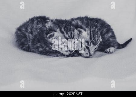 two lovely newborn striped gray cats together isolated, sleeping Stock Photo