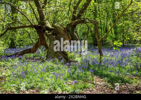 Gnarled old dead tree trunk in a Bluebell woodland in the English countryside Stock Photo