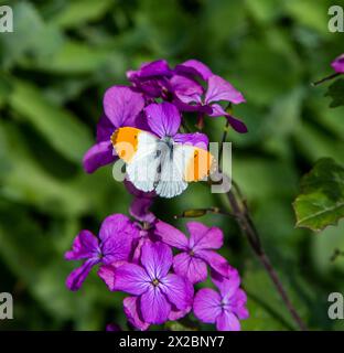 Orange tip butterfly (Anthocharis cardamines) in the English countryside in the springtime taking nectar from the wild  flower Honesty, Lunaria annua Stock Photo