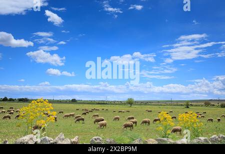 View of Alta Murgia National Park in Apulia, Italy: flock of sheep in spring meadow. Stock Photo